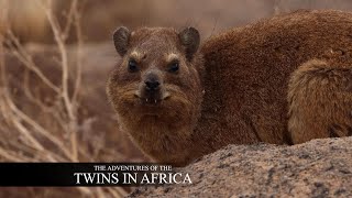 Interesting Facts about the Rock Hyrax Dassie [upl. by Maritsa]