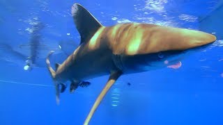 Sharks quotLongimanusquot on Elphinstone Reef [upl. by Akenna259]