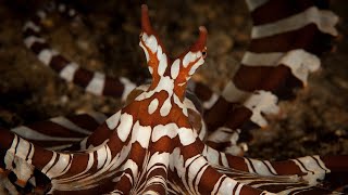 Facts The Wunderpus Octopus Wunderpus photogenicus [upl. by Nibor]