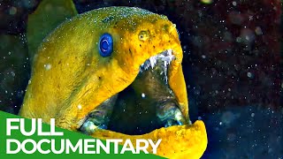 Underwater Predators  Race of Life  Episode 10  Free Documentary Nature [upl. by Erolyat]