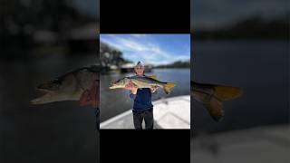 Live Pogies Catch MONSTER SNOOK fishing snookfishing livebaitfishing monsterfish [upl. by Lynsey654]