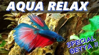 LE PLUS BEAU POISSON POISSON COMBATTANT  BETTA SPLENDENS  Aquariophilie by Aqua Zen [upl. by Norraj]