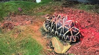 Male Indian Star Tortoise Unboxing [upl. by Carrillo137]