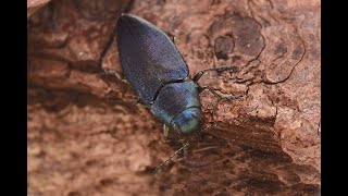 Prachtkever Phaenops cyanea eiafzettend op dennenstam [upl. by Kristen]