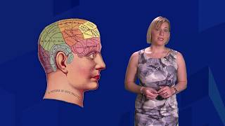 How the brain processes language  Professor Ina BornkesselSchlesewsky [upl. by Deehsar66]