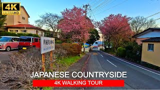 Early Cherry Blossoms in Japanese Countryside 2024  4K Walking Tour [upl. by Langille271]