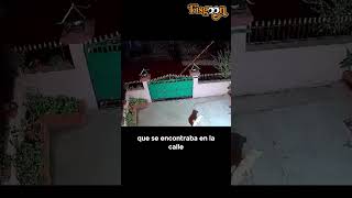 Leopardo Entra a una Casa y Caza a un Perro shorts animalessalvajes [upl. by Llednek278]