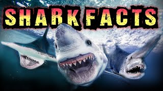 Shark Facts [upl. by Rundgren910]