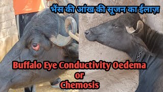 Buffalo Eye Conductivity Oedema Treatment Chemosis  भैंस की आंख में सूजन का इलाज  Eye Infection [upl. by Annoek301]