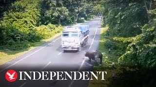 Shocking footage shows a rhino being hit by a moving lorry [upl. by Edasalof]