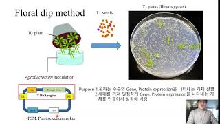 식물생리학 Floral dip amp transgenic plant selection [upl. by Sarette]