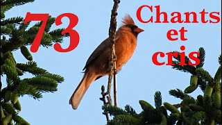 73 Oiseaux du Québec chants et cris [upl. by Itsyrk]