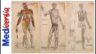 La anatomía humana ¡como nunca antes  Andrés Vesalio [upl. by Eudoca]