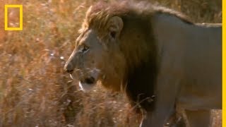 Batalla de REYES Lucha entre LEONES  National Geographic en Español [upl. by Pollerd439]