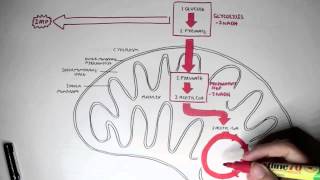 Human Metabolism Map  Cellular Respiration Glycolysis and The Krebs Cycle [upl. by Ettenwad]