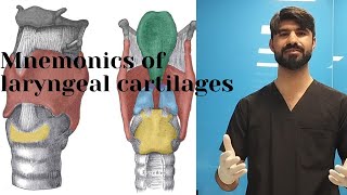 mnemonic of laryngeal cartilages  paired and  unpaired  cartilages  anatomy [upl. by Jaban]