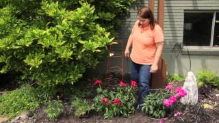 How to Keep Tall Peonies Upright in the Landscape  Grow Guru [upl. by Ehtnax539]