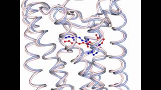 G protein activation by Rhodopsin [upl. by Eemak99]