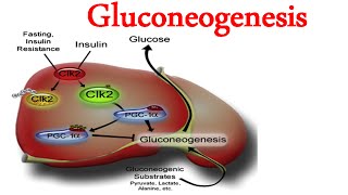 Gluconeogenesis [upl. by Hannon91]