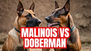 Belgian Malinois VS Doberman THE ULTIMATE BREED COMPARISON  Dog Training  Malinois [upl. by Beitnes]