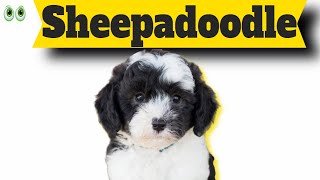 Sheepadoodle – Must Know Information and Facts of This Smart Dog Breed [upl. by Kirsch]