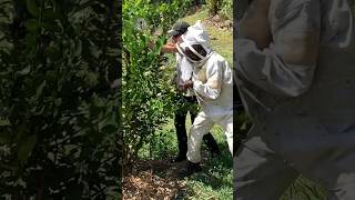 🌳🐝 Pruning Trees and Catching Bees 🐝 🌳 [upl. by Suoirad]