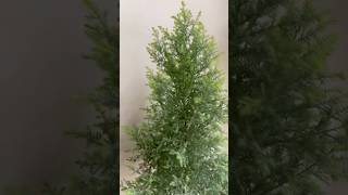 Cypress indoor planthouseplantlove youtubeshorts nature [upl. by Arzed]