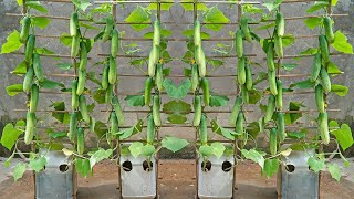 I tried growing cucumbers in plastic containers but was surprised because there were so many [upl. by Muryh]