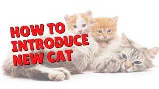 How To Introduce Cats  Two Crazy Cat Ladies cats introduction cat [upl. by Slrahc]