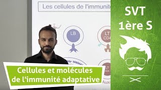 SVT  Terminale  Cellules et molécules de limmunité adaptative [upl. by Adirf]