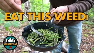 Broadleaf Plantain  Harvesting amp Cooking The Flowering Shoots  FORAGE amp FEAST  Plantago Major [upl. by Florence]