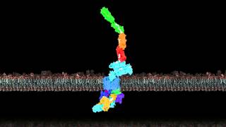 Pilus biogenesis at the outer membrane of Gramnegative bacteria [upl. by Kcirdderf588]