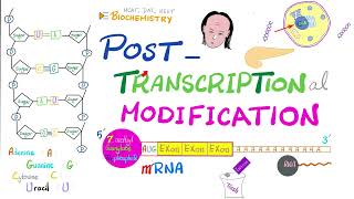 Posttranscriptional modification hnRNA to mRNA Splicesome Splicing Cap Tail Introns Exons [upl. by Weld201]