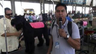 Realizan la Expo canina en la Feria Santa Rita Expogan [upl. by Anaitsirhc291]