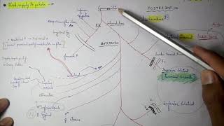 Abdominal Aorta  8 Internal iliac artery Branches  TCML [upl. by Mabelle]