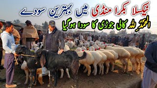 Friday Taxila Bakra Mandi Latest Update 19 January 2024  Naseeb Ka Soda Live [upl. by Otrevire]