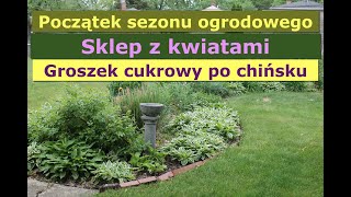 Początek sezonu ogrodowego ciekawy sklep ogrodniczy i groszek cukrowy po chińsku [upl. by Ylrebmyk]