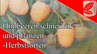 Himbeeren pflanzen und schneiden im Herbst [upl. by Suivat]