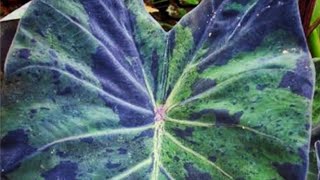 Interesting Rare Colocasia UK Tropical Garden Additions [upl. by Tsyhtema760]