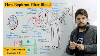 Nephron  Structure amp Function  Life Process  Easy Explanation  Biology Class 10th [upl. by Chrisse]