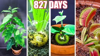 Plant Growing Time Lapse Compilation 827 Days in 8 Minutes [upl. by Innig]