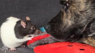 Rescue Dog Loves His Rats [upl. by Billmyre]