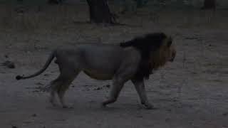 2022 Lower Zambezi Lion Clips [upl. by Ilahsiav]