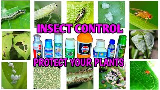 Insecticides Using Guide  How To Use Insecticides  How To Control Plant Diseases  IN HINDI [upl. by Owain]