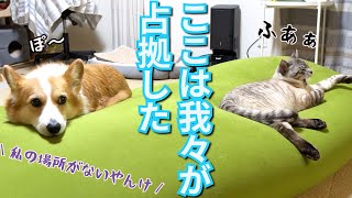 犬猫に占領されたヨギボーに低姿勢でわりこんでみた [upl. by Acsecnarf]