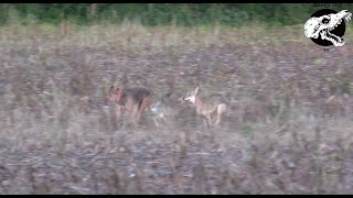 Coyotes Get After Our Dog  Coyote Hunting With Decoy Dog [upl. by Hulbert]