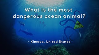 Whats the most dangerous animal in the ocean [upl. by Nylesoy129]