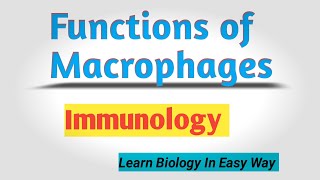 Functions of Macrophages  macrophage function Mechanism of Phagocytosis immunology biology [upl. by Ailesor]