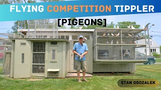 Flying Competition Tippler Pigeons  Loft Tour Stan Ogozalek [upl. by Alessandra]