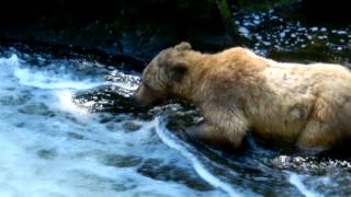 ALASKA  Grizzly Bear catching Salmon [upl. by Ciaphus168]